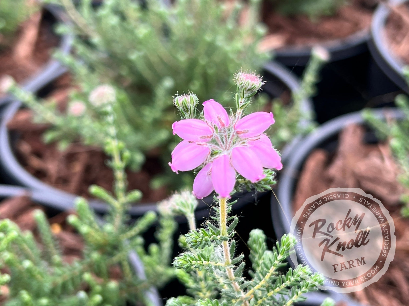 Erica Hookstone Pink Heath - Rocky Knoll Farm