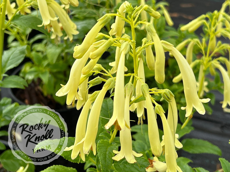 Phygelius aequalis ‘Yellow Trumpet’ plant from Rocky Knoll Farm