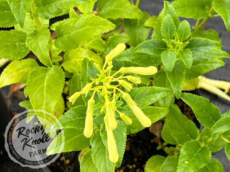 Phygelius aequalis ‘Yellow Trumpet’ plant from Rocky Knoll Farm