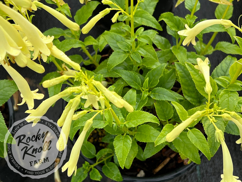 Phygelius aequalis ‘Yellow Trumpet’ plant from Rocky Knoll Farm