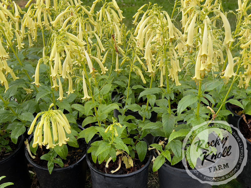 Phygelius aequalis ‘Yellow Trumpet’ plant from Rocky Knoll Farm