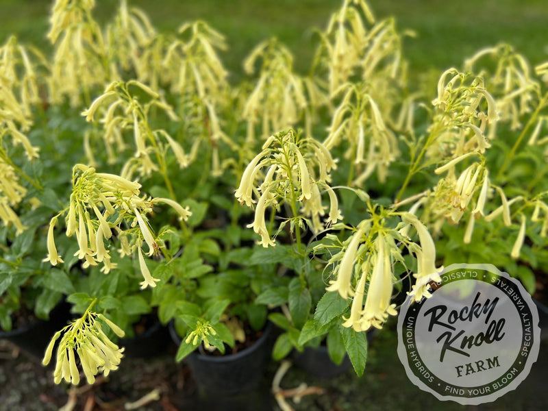 Phygelius aequalis ‘Yellow Trumpet’ plant from Rocky Knoll Farm