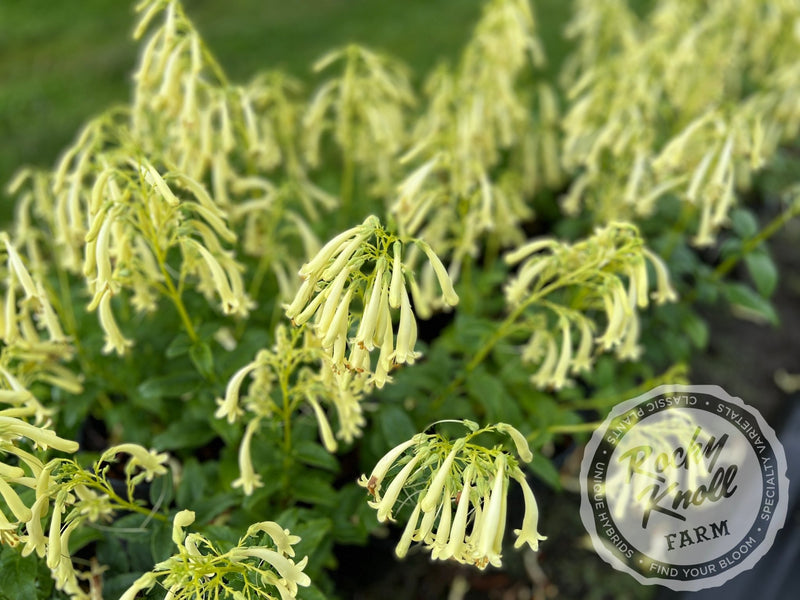 Phygelius aequalis ‘Yellow Trumpet’ plant from Rocky Knoll Farm