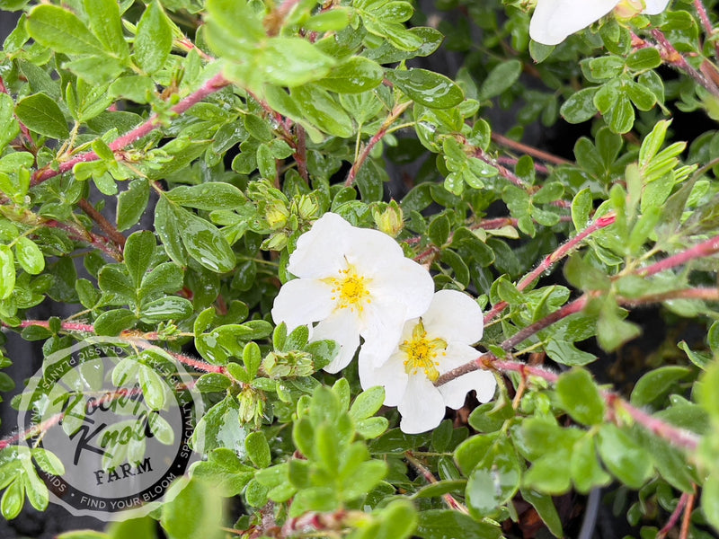 Potentilla fruticosa 'Everest' plant from Rocky Knoll Farm