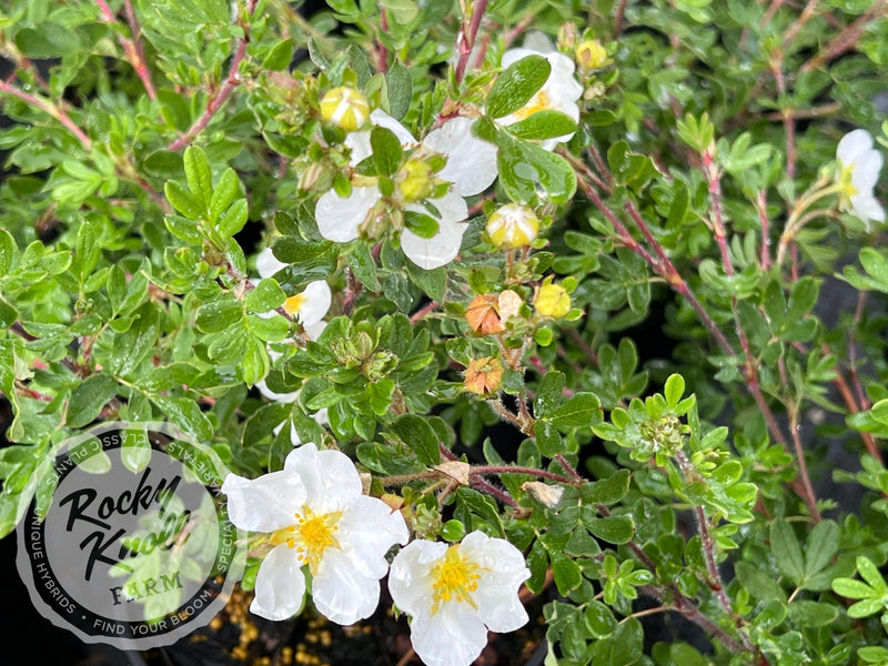 Potentilla fruticosa 'Everest' plant from Rocky Knoll Farm