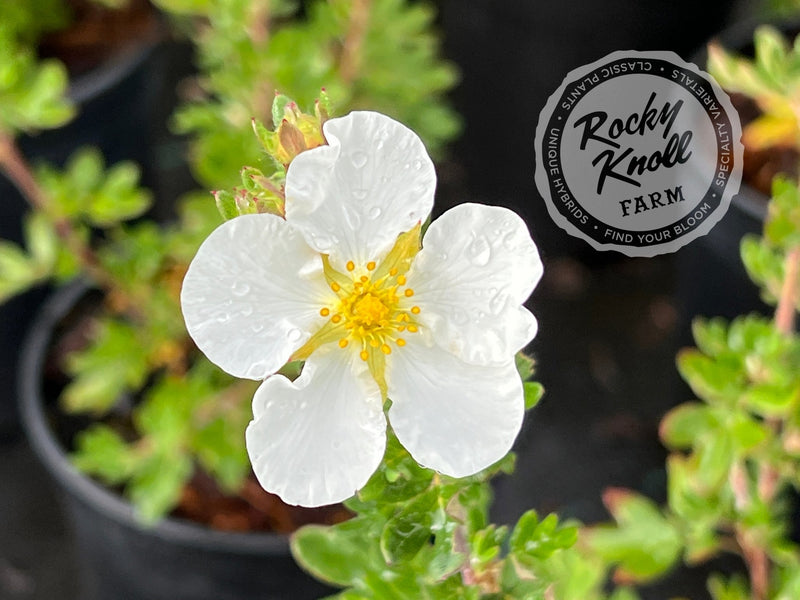 Potentilla fruticosa 'Everest' plant from Rocky Knoll Farm