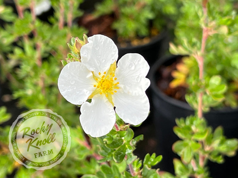 Potentilla fruticosa 'Everest' plant from Rocky Knoll Farm