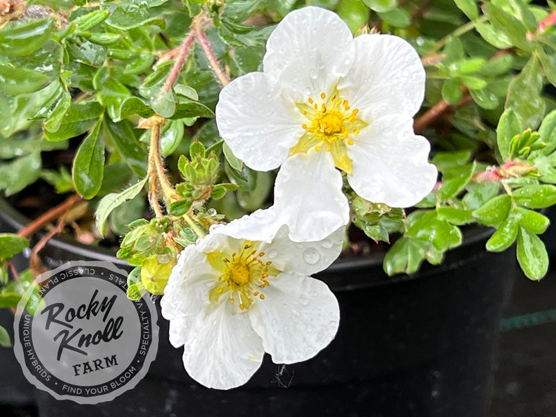 Potentilla fruticosa 'Everest' plant from Rocky Knoll Farm