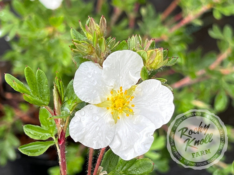 Potentilla fruticosa 'Everest' plant from Rocky Knoll Farm