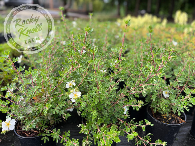 Potentilla fruticosa 'Everest' plant from Rocky Knoll Farm