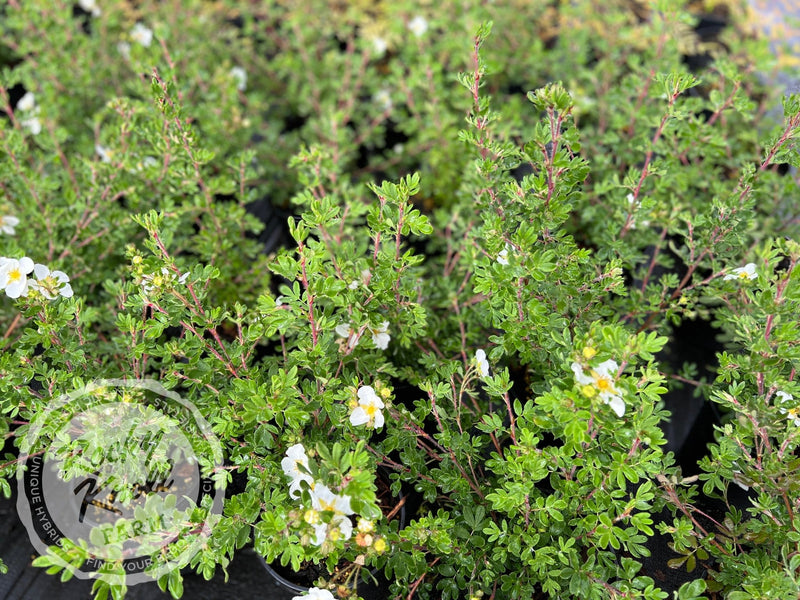 Potentilla fruticosa 'Everest' plant from Rocky Knoll Farm