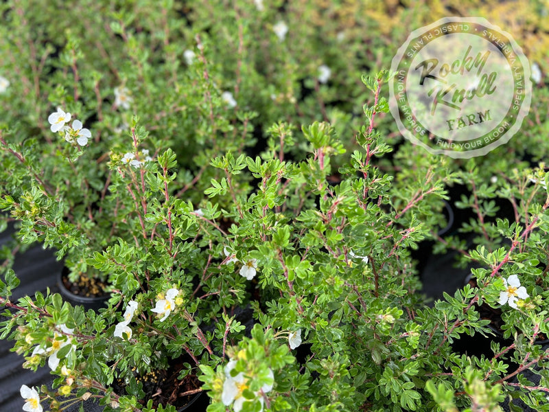 Potentilla fruticosa 'Everest' plant from Rocky Knoll Farm