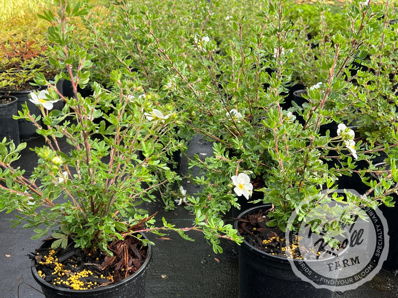 Potentilla fruticosa 'Everest' plant from Rocky Knoll Farm