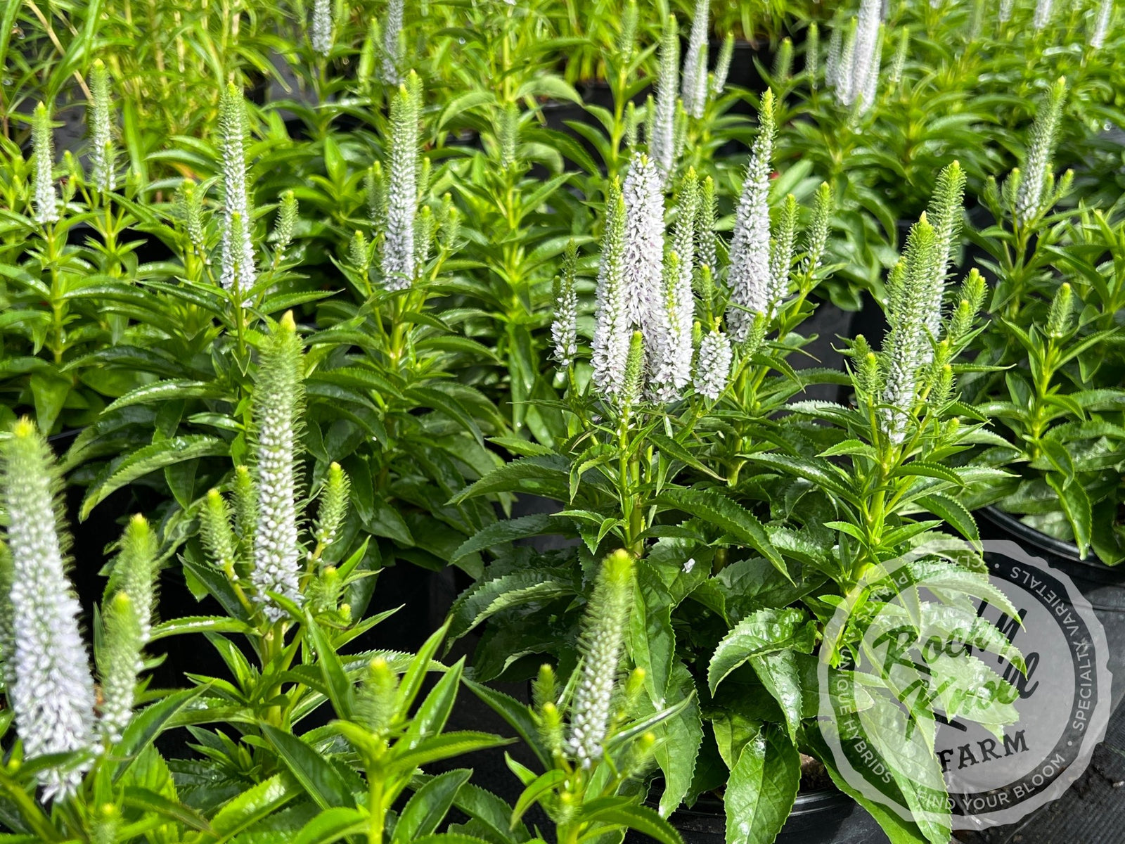 ♡⃛Spica♡⃛ Veronica spicata 'Purplegum Candles': Speedwell — Country Gardens