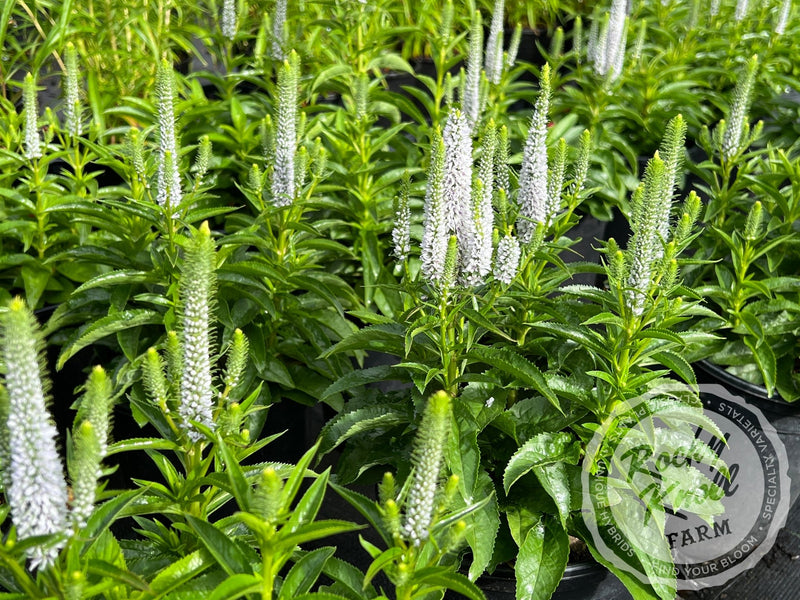 Veronica spicata 'Snow Candles' plant from Rocky Knoll Farm