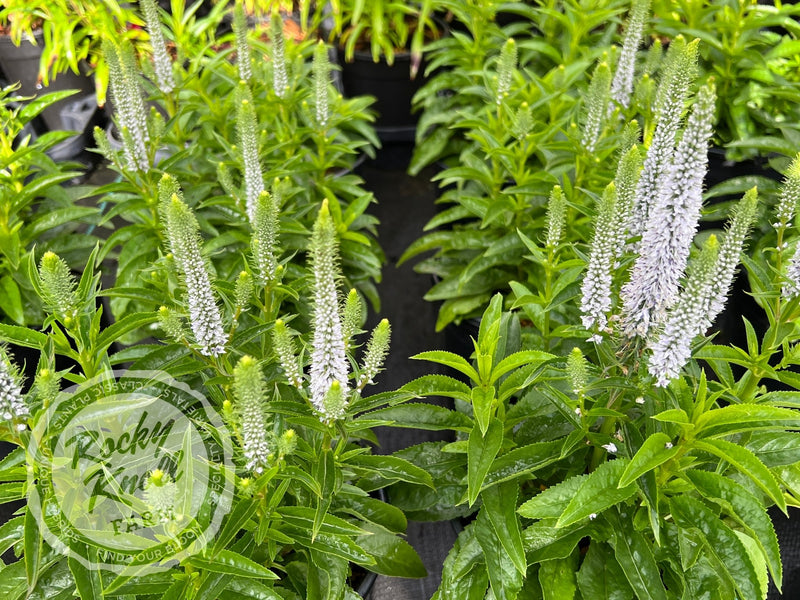 Veronica spicata 'Snow Candles' plant from Rocky Knoll Farm