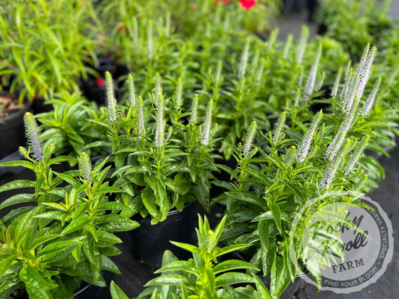 Veronica spicata 'Snow Candles' - Rocky Knoll Farm