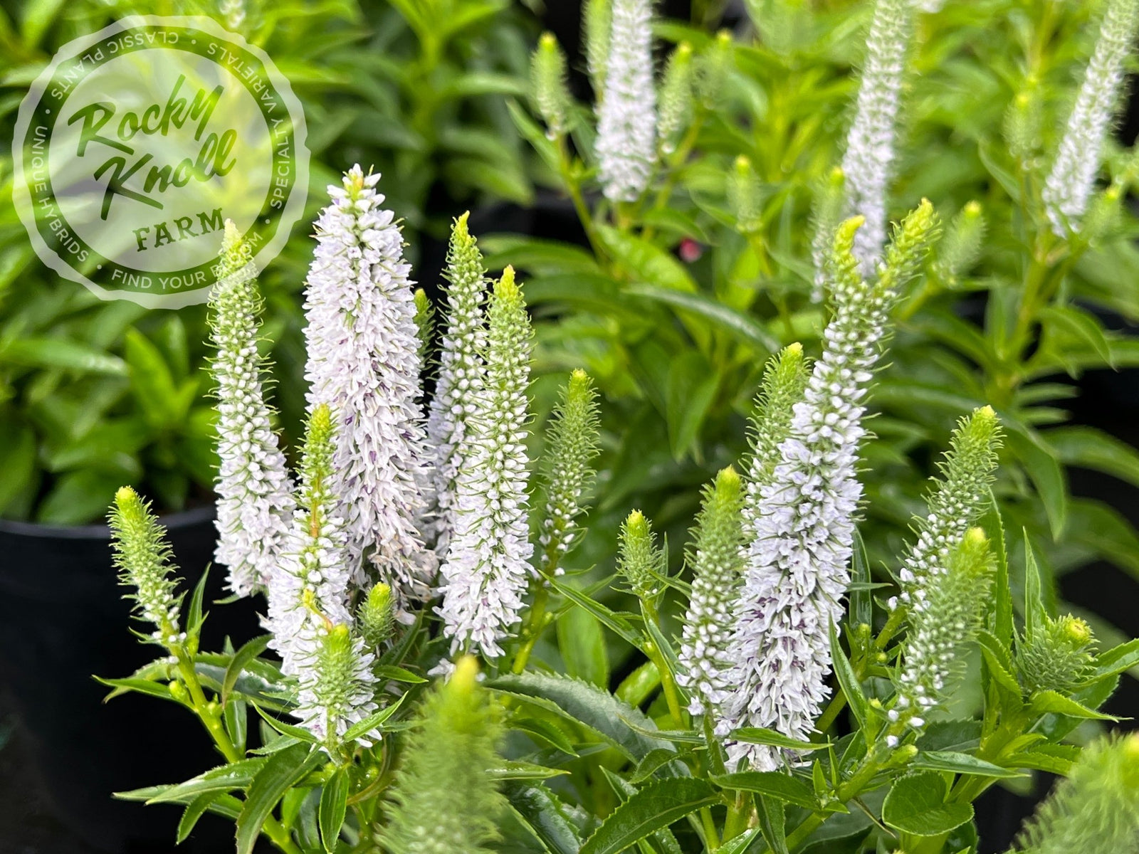 Veronica spicata 'Snow Candles' - Rocky Knoll Farm