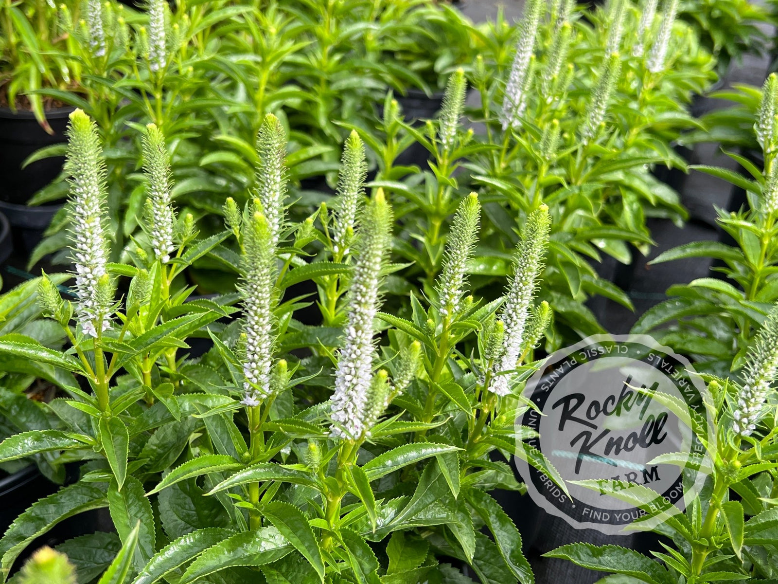 IMG_3137-894391_1600x.jpg?v=