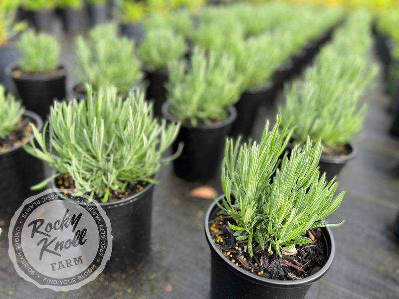 lavender provence plant Provence Lavender