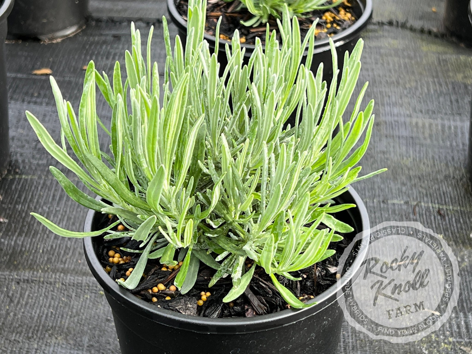 where to buy provence lavender plants Provence Lavender