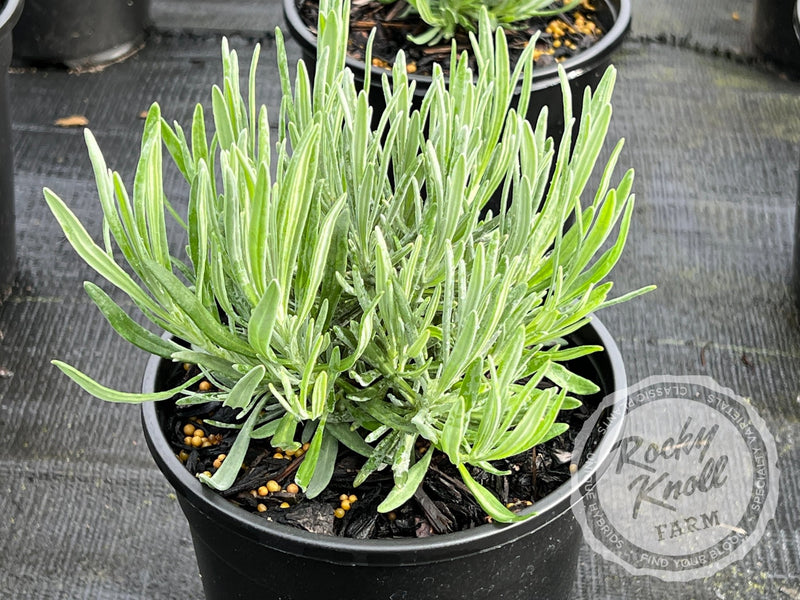 Provence Lavender plant from Rocky Knoll Farm