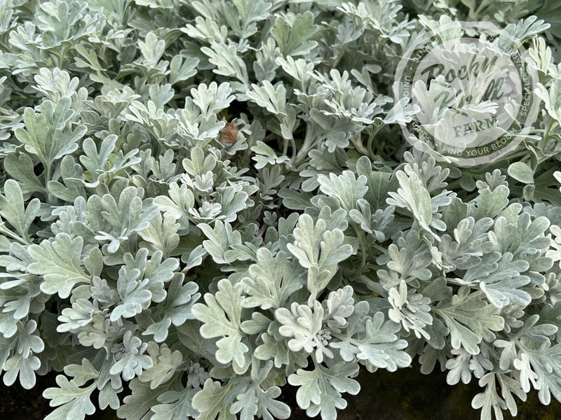 Artemisia Silver Brocade plant from Rocky Knoll Farm