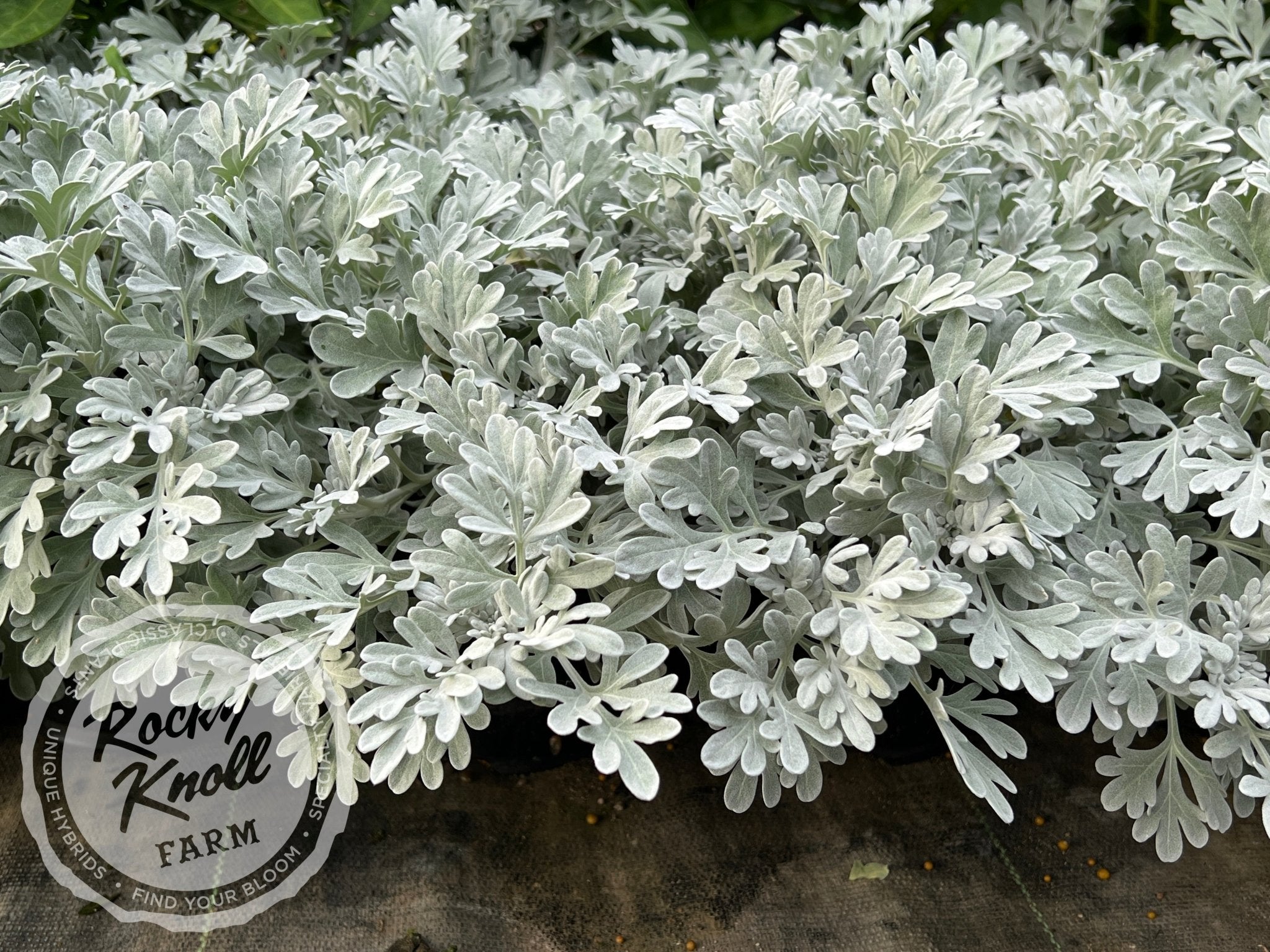 Artemisia Silver Brocade - Rocky Knoll Farm