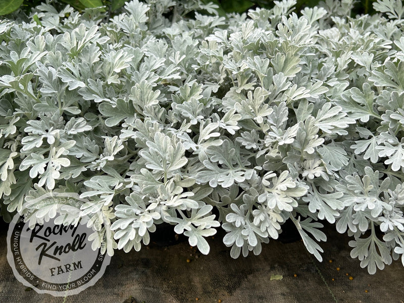 Artemisia Silver Brocade plant from Rocky Knoll Farm