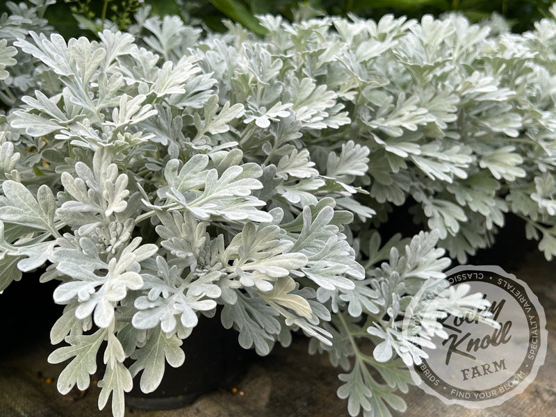 Artemisia Silver Brocade plant from Rocky Knoll Farm