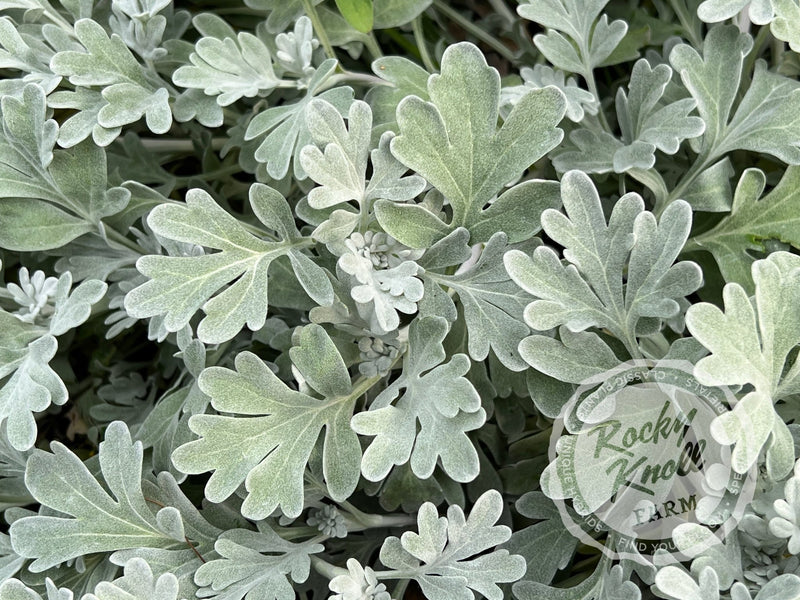 Artemisia Silver Brocade plant from Rocky Knoll Farm