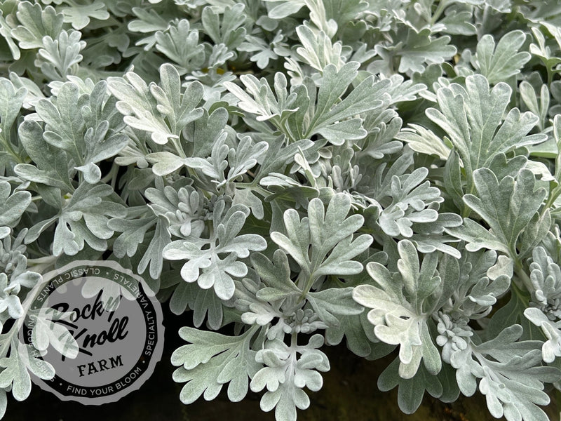 Artemisia Silver Brocade plant from Rocky Knoll Farm