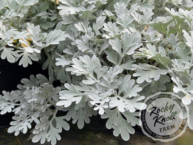 Artemisia Silver Brocade plant from Rocky Knoll Farm