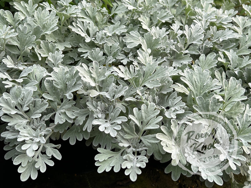 Artemisia Silver Brocade plant from Rocky Knoll Farm