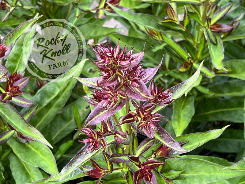Phlox paniculata 'Bright Eyes' plant from Rocky Knoll Farm