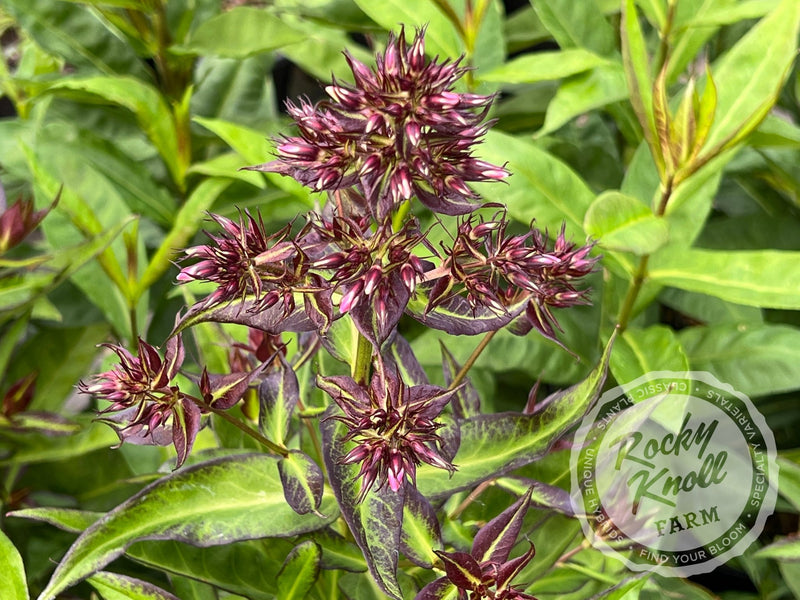 Phlox paniculata 'Bright Eyes' plant from Rocky Knoll Farm