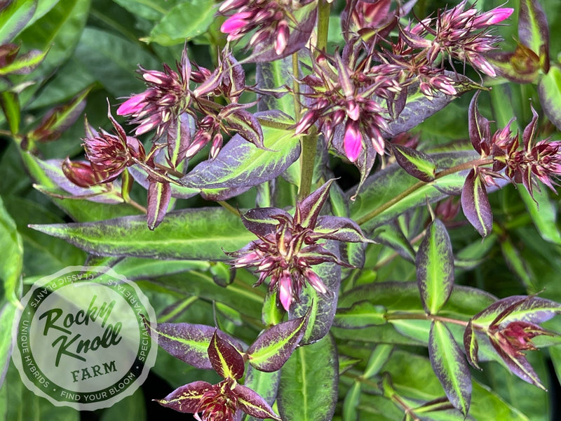 Phlox paniculata 'Bright Eyes' plant from Rocky Knoll Farm