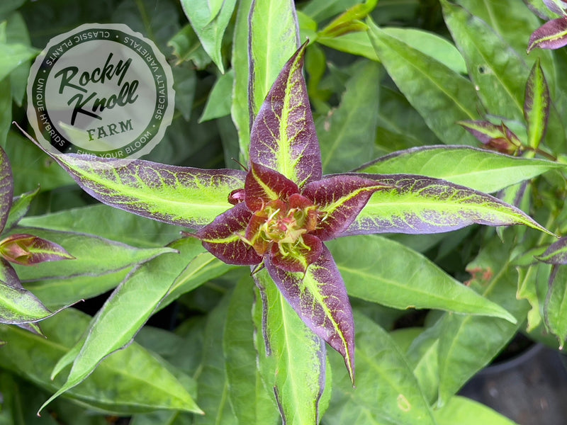 Phlox paniculata 'Bright Eyes' plant from Rocky Knoll Farm