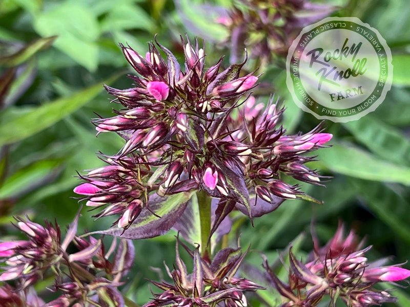 Phlox paniculata 'Bright Eyes' plant from Rocky Knoll Farm