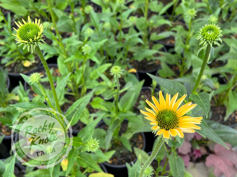 Echinacea 'Mellow Yellows' (Coneflower) plant from Rocky Knoll Farm