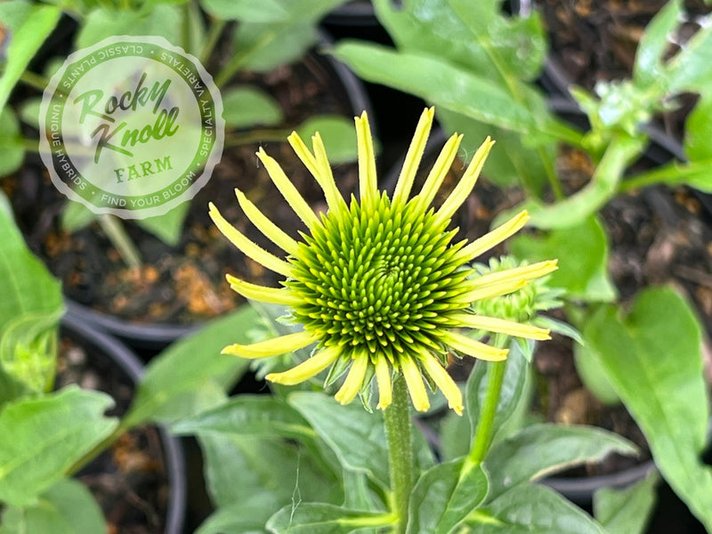 Echinacea 'Mellow Yellows' (Coneflower) plant from Rocky Knoll Farm