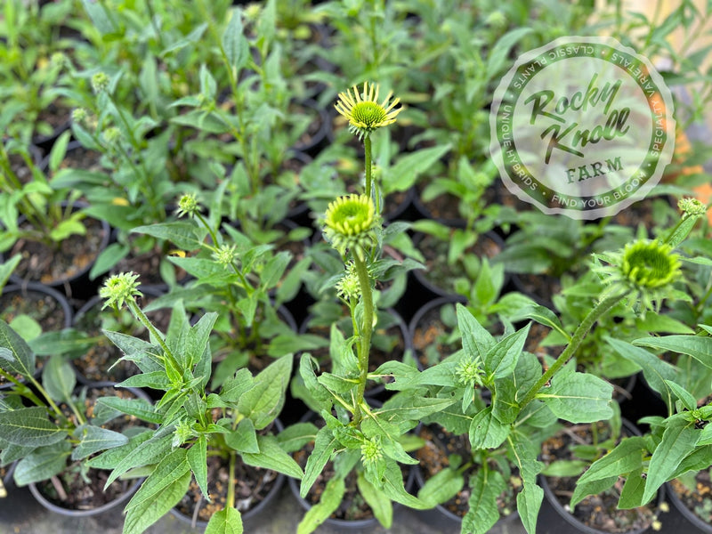 Echinacea 'Mellow Yellows' (Coneflower) plant from Rocky Knoll Farm