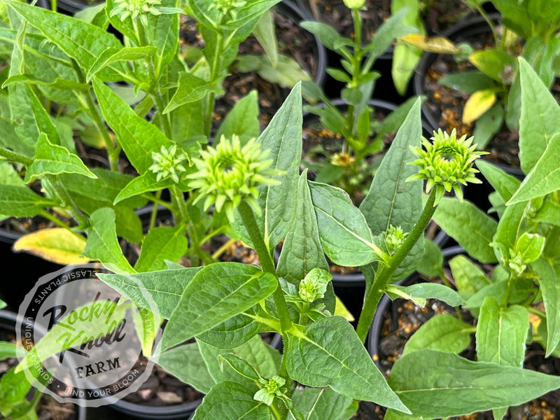 Echinacea 'Mellow Yellows' (Coneflower) plant from Rocky Knoll Farm