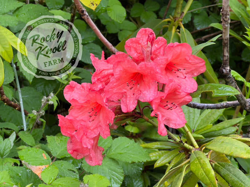 Tortoiseshell Wonder plant from Rocky Knoll Farm