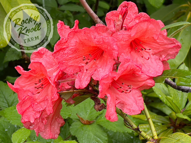 Tortoiseshell Wonder plant from Rocky Knoll Farm