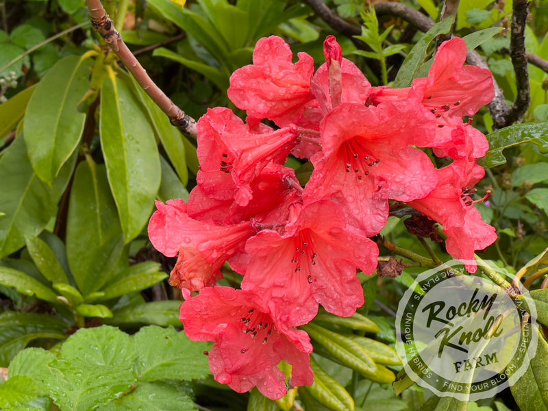 Tortoiseshell Wonder plant from Rocky Knoll Farm