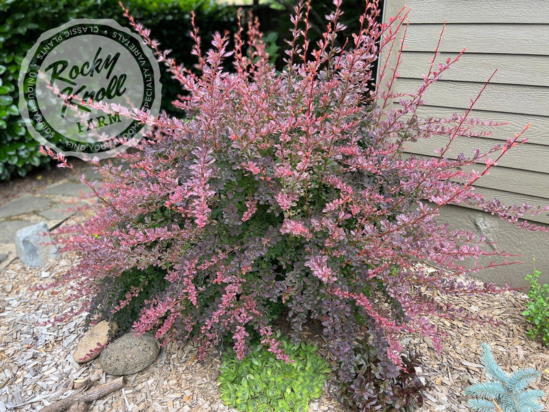 Berberis Rose Glow Barberry plant from Rocky Knoll Farm