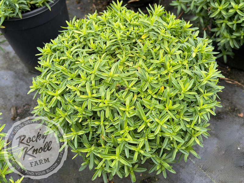 Dianthus deltoides 'Confetti White' plant from Rocky Knoll Farm