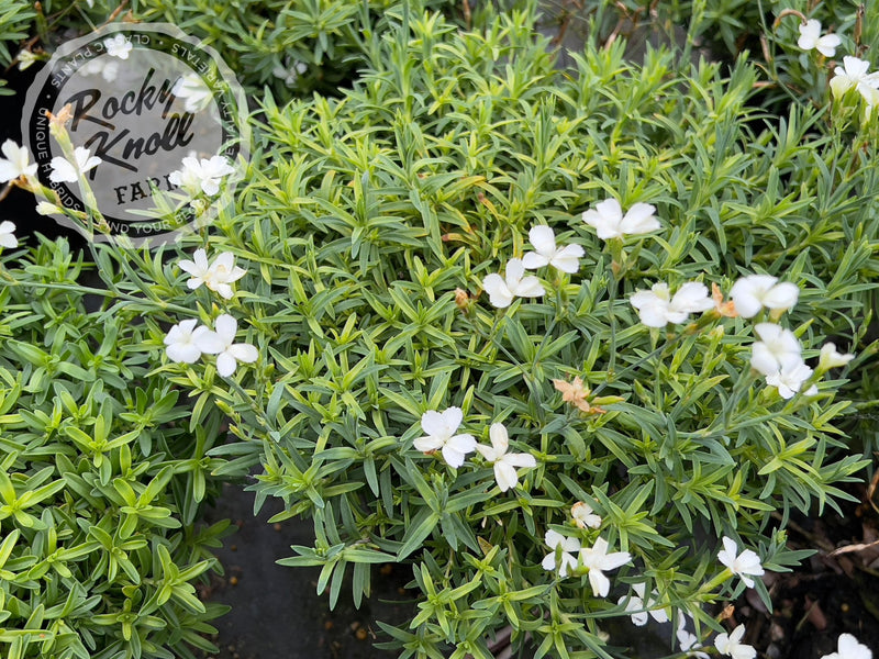 Dianthus deltoides 'Confetti White' plant from Rocky Knoll Farm
