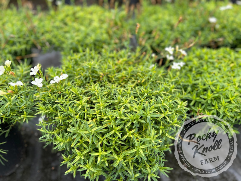 Dianthus deltoides 'Confetti White' plant from Rocky Knoll Farm